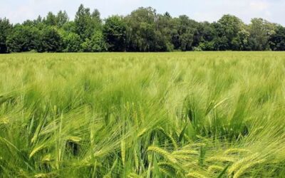 Fosfitos: una nueva tecnología para potenciar el rendimiento en trigo