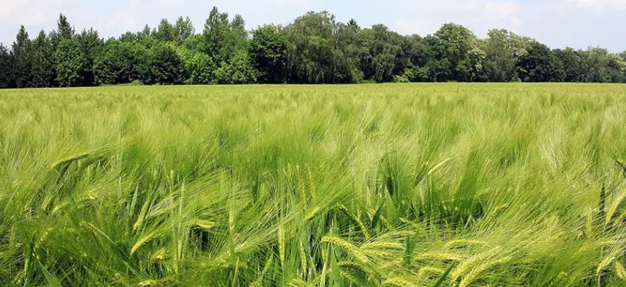 Fosfitos: una nueva tecnología para potenciar el rendimiento en trigo