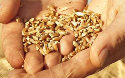 Claves del tratamiento de semillas de trigo para obtener cultivos de calidad