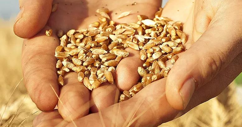 Claves del tratamiento de semillas de trigo para obtener cultivos de calidad