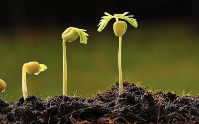 Giberelinas en extensivo, ventajas y secretos