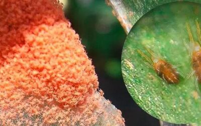 Arañuela: el pequeño gran enemigo de la soja en tiempos secos