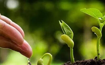 ¿Qué son los bioestimulantes agrícolas?