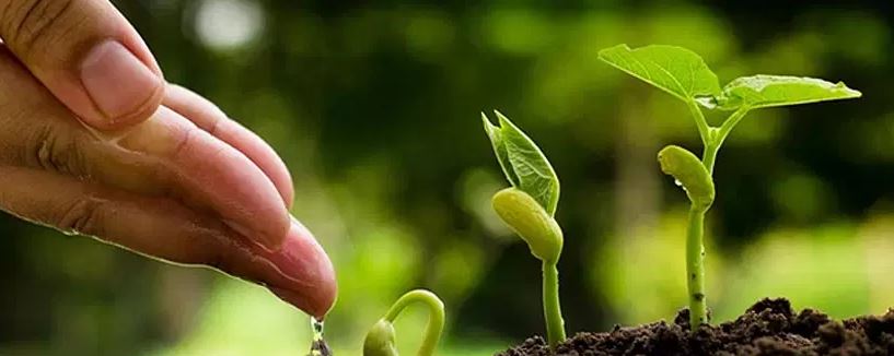 ¿Qué son los bioestimulantes agrícolas?