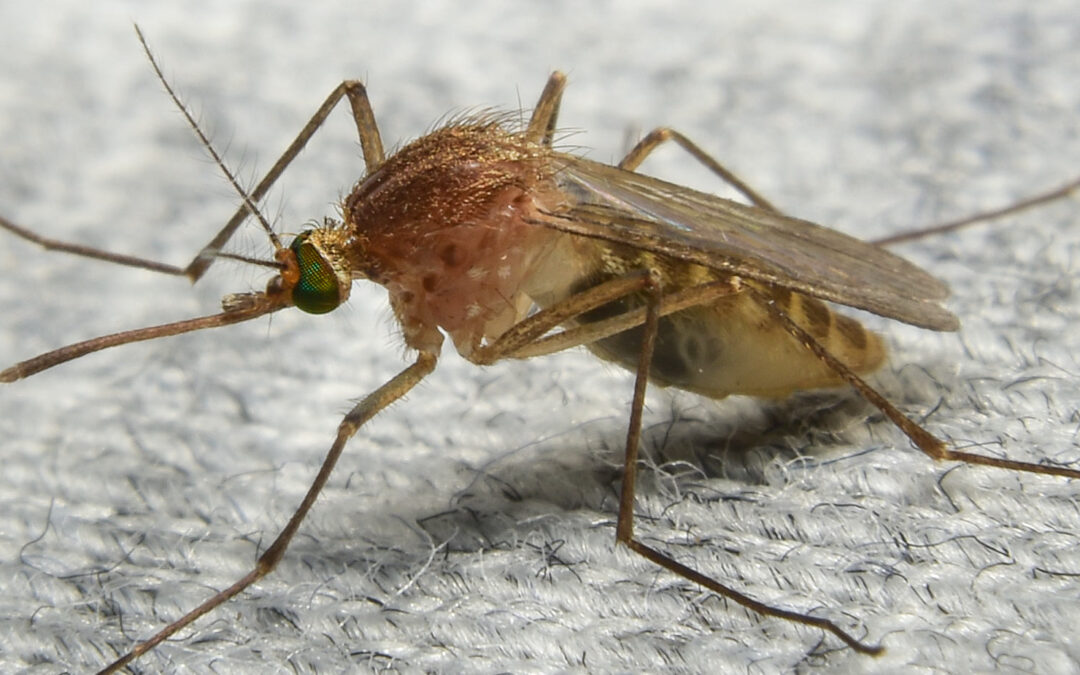 El mosquito olvidado