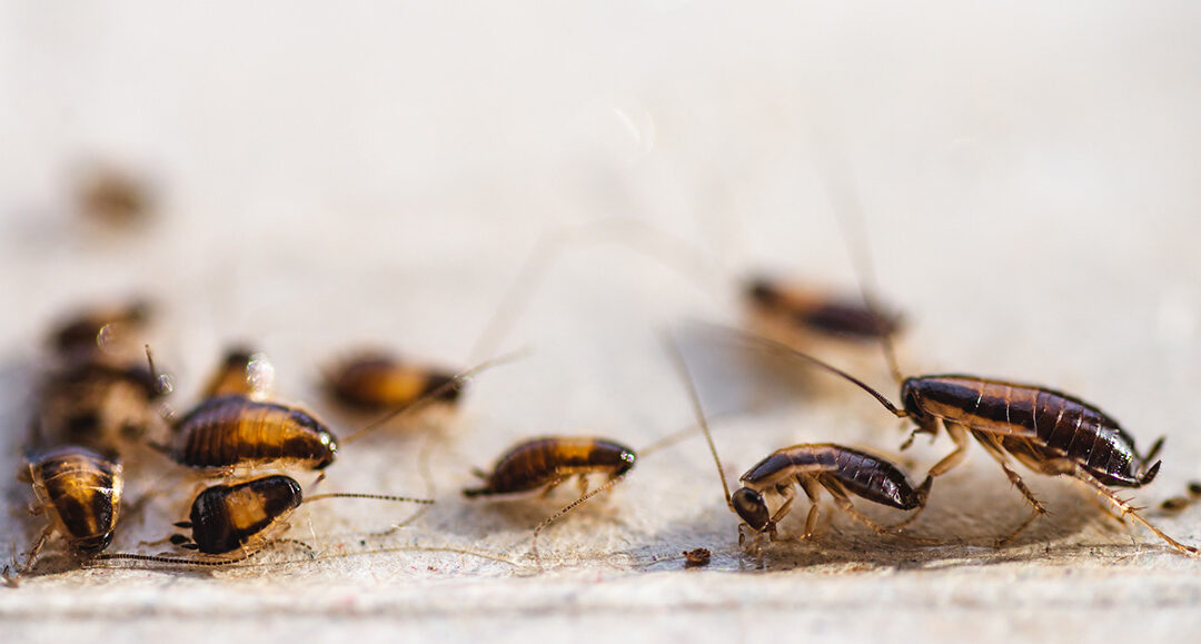 Cortando el ciclo larval de las cucarachas