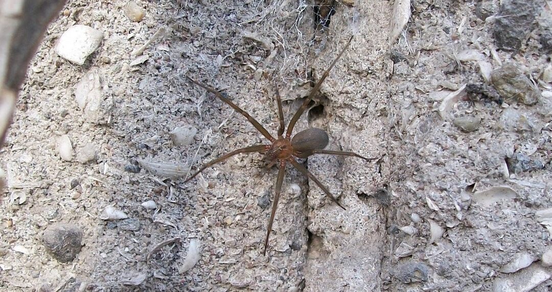 Loxosceles laeta, la araña de los rincones