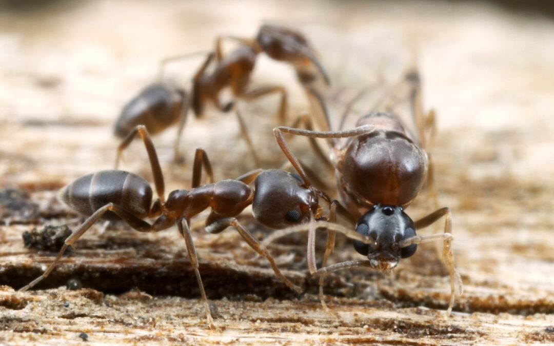 Control de Linepithema humile (hormiga argentina)