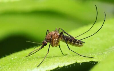 Conceptos sobre el manejo de resistencias en mosquitos