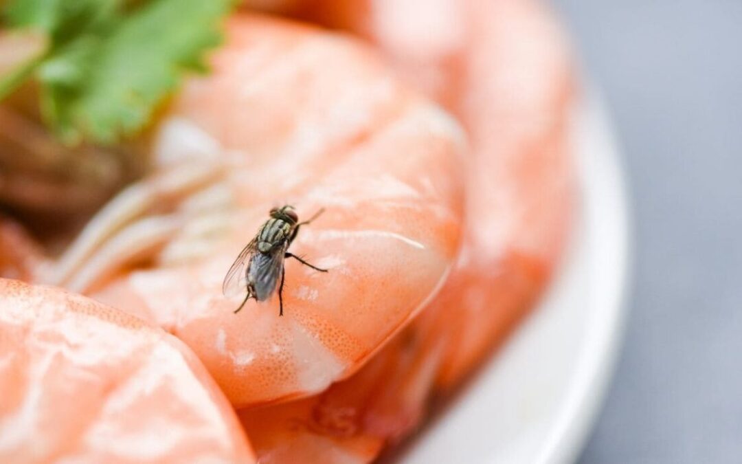 Controlando moscas en espacios gastronómicos