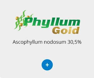 Phyllum Gold