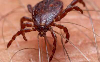 Garrapatas: control químico con foco en modo de acción