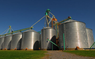 Plagas en granos almacenados: prevención, monitoreo y control