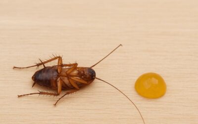 Proteína de pescado y acción insecticida: por qué los geles modernos son más eficaces