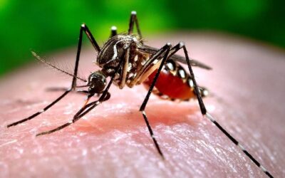 Dengue y mosquitos urbanos: por qué es clave diferenciar Aedes aegypti de Culex pipiens