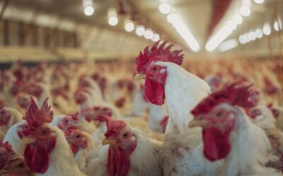 Moscas y Salmonella en avicultura: por qué el control de Musca domestica es una barrera crítica de bioseguridad